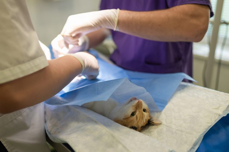 How to Get a Job as a Veterinary Surgeon 3