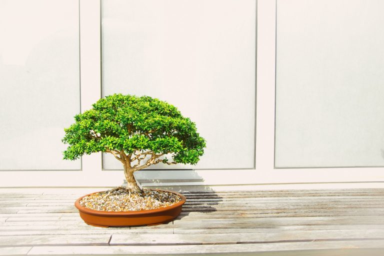 Learn the Art of Bonsai: Check Out These Free Online Courses 4